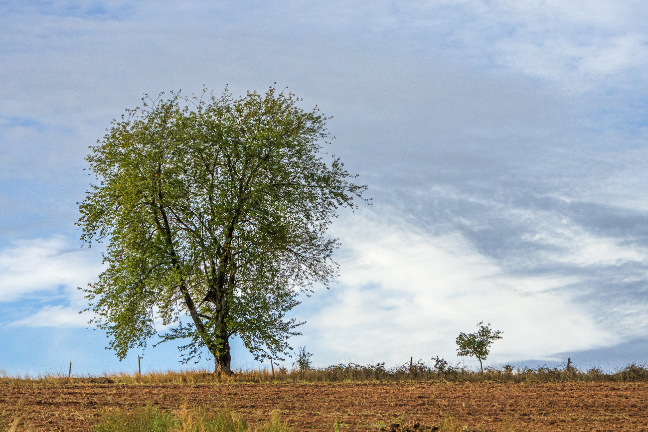 Sch&ouml;ner Birnbaum
