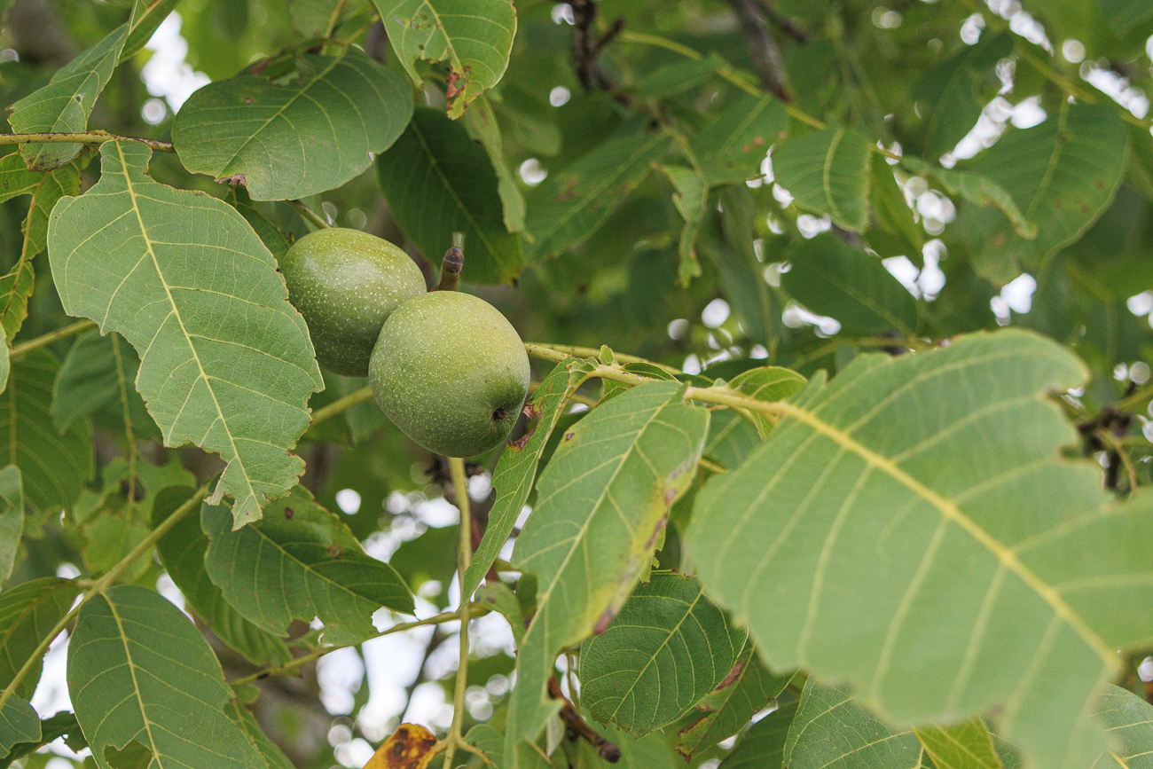 Echte Walnuss [Juglans regia]