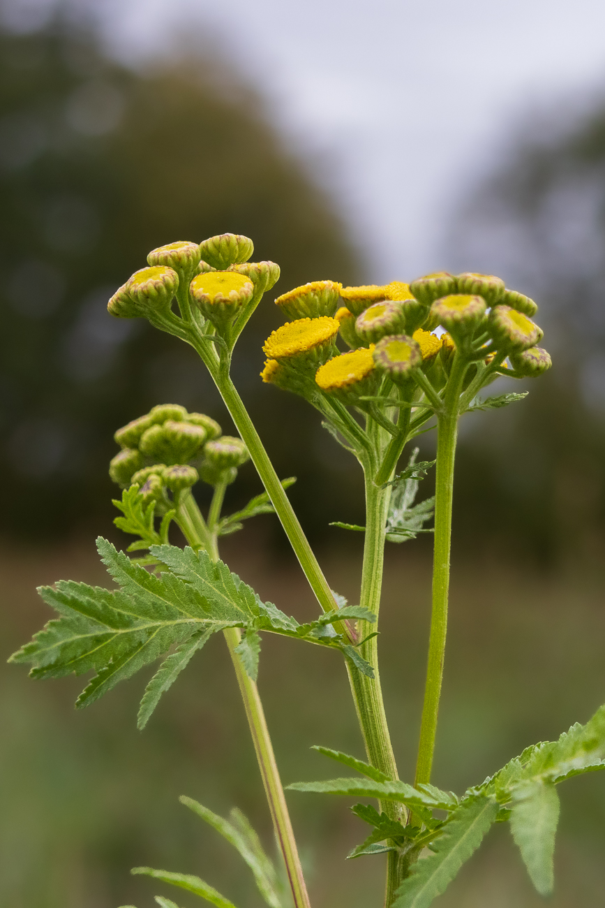Rainfarn [Tanacetum vulgare]