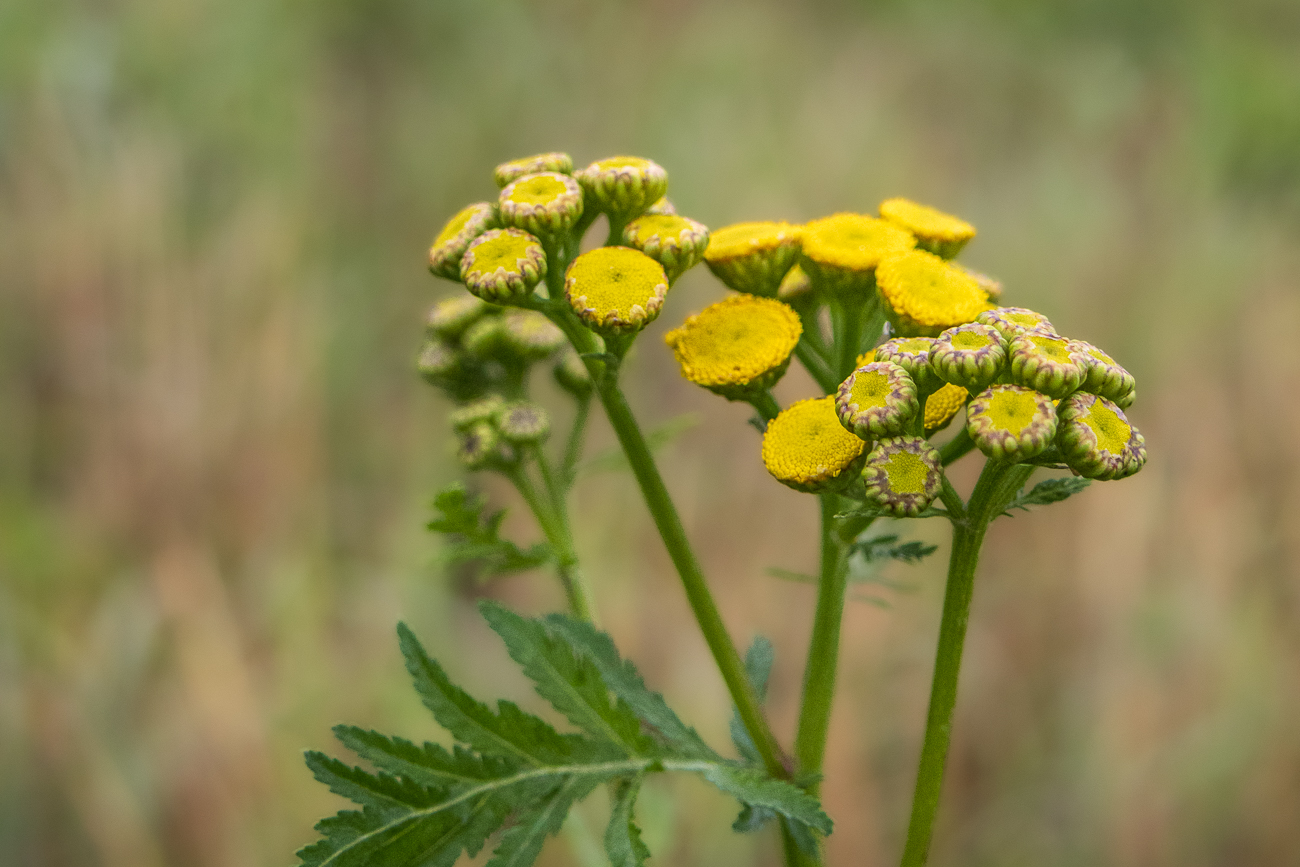 Rainfarn [Tanacetum vulgare]