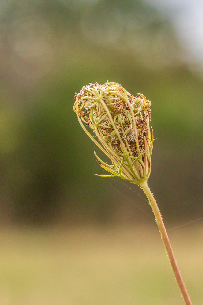Wilde M&ouml;hre [Daucus carota]