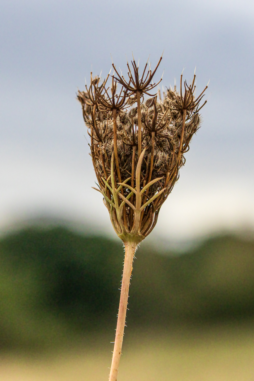 Wilde M&ouml;hre [Daucus carota]