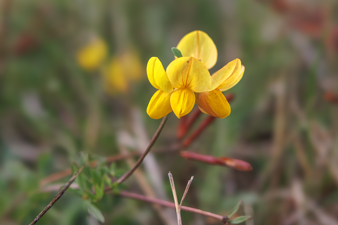 Schmalblatt Hornklee [Lotus tenius]