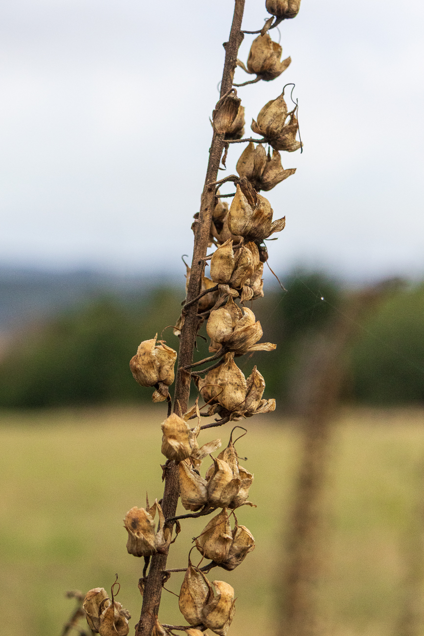Rostfarbiger Fingerhut [Digitalis ferruginea]