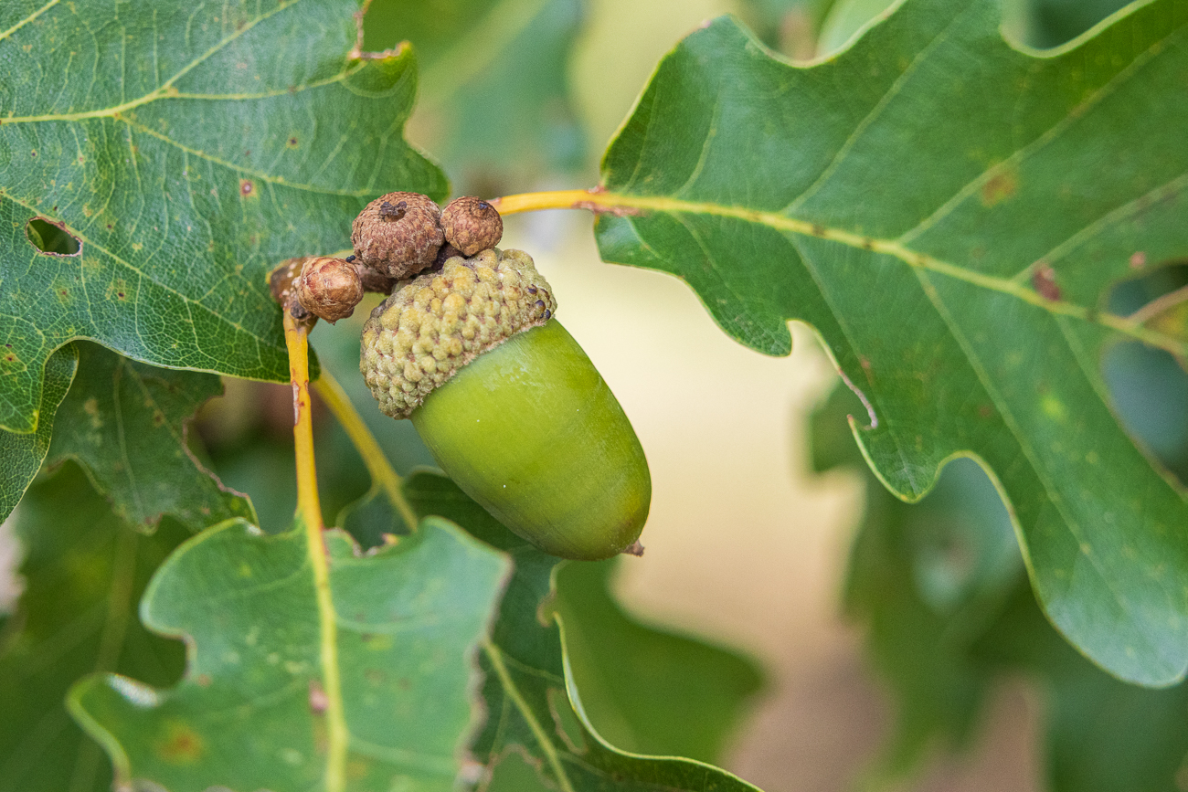 Eicheln einer Traubeneiche [Quercus petraea]
