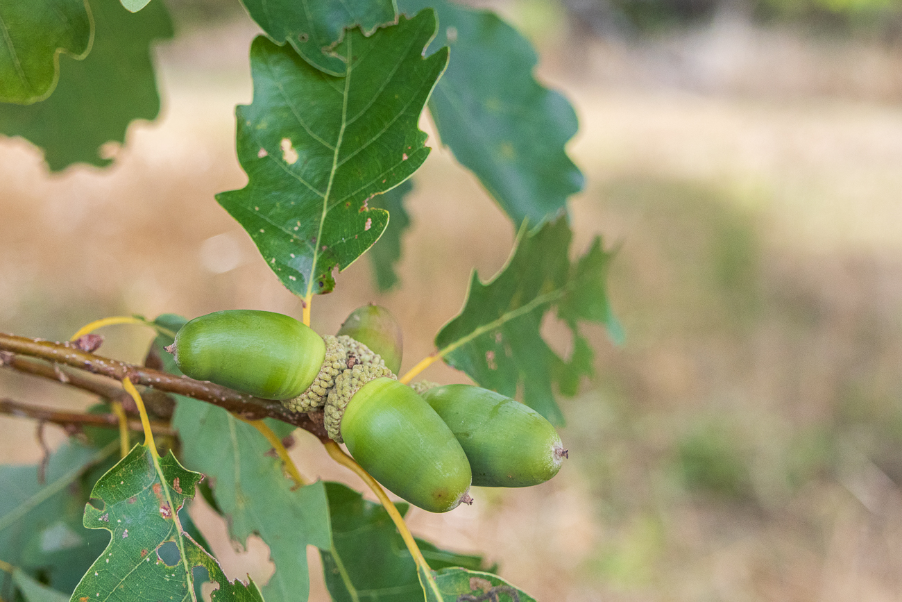 Eicheln einer Traubeneiche [Quercus petraea]
