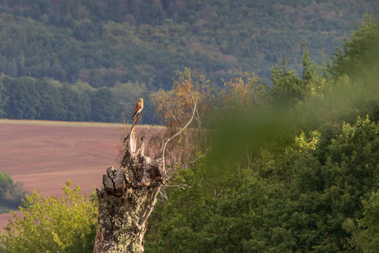 Turmfalke [Falco tinnunculus], leider zu weit weg