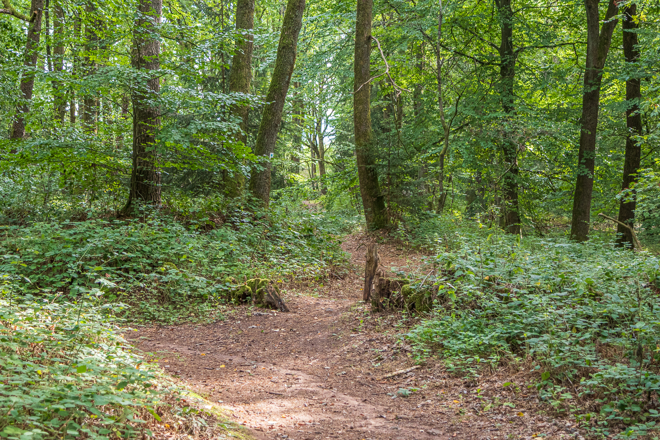 Der Weg wird wieder trailiger