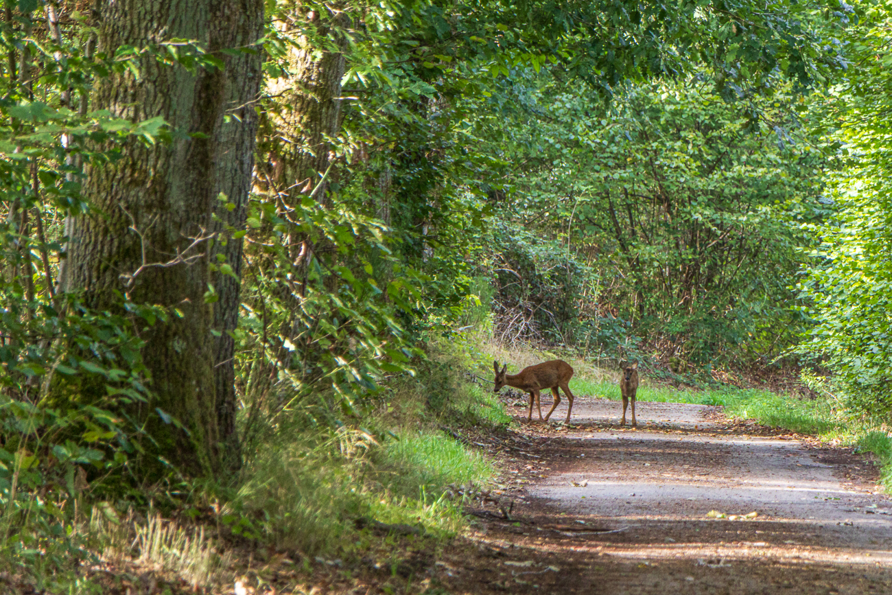 Rehe [Capreolus capreolus], leider auch zu weit weg