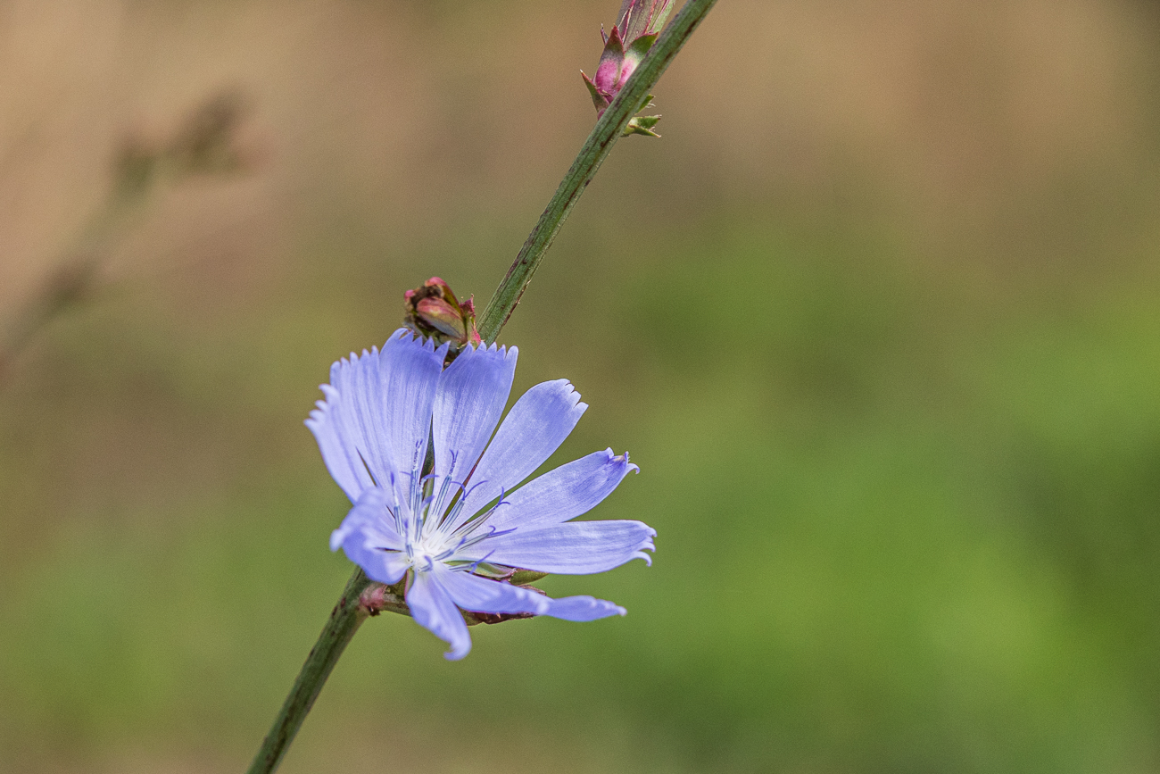 Niedrige Wegwarte [Cichorium pumilum]