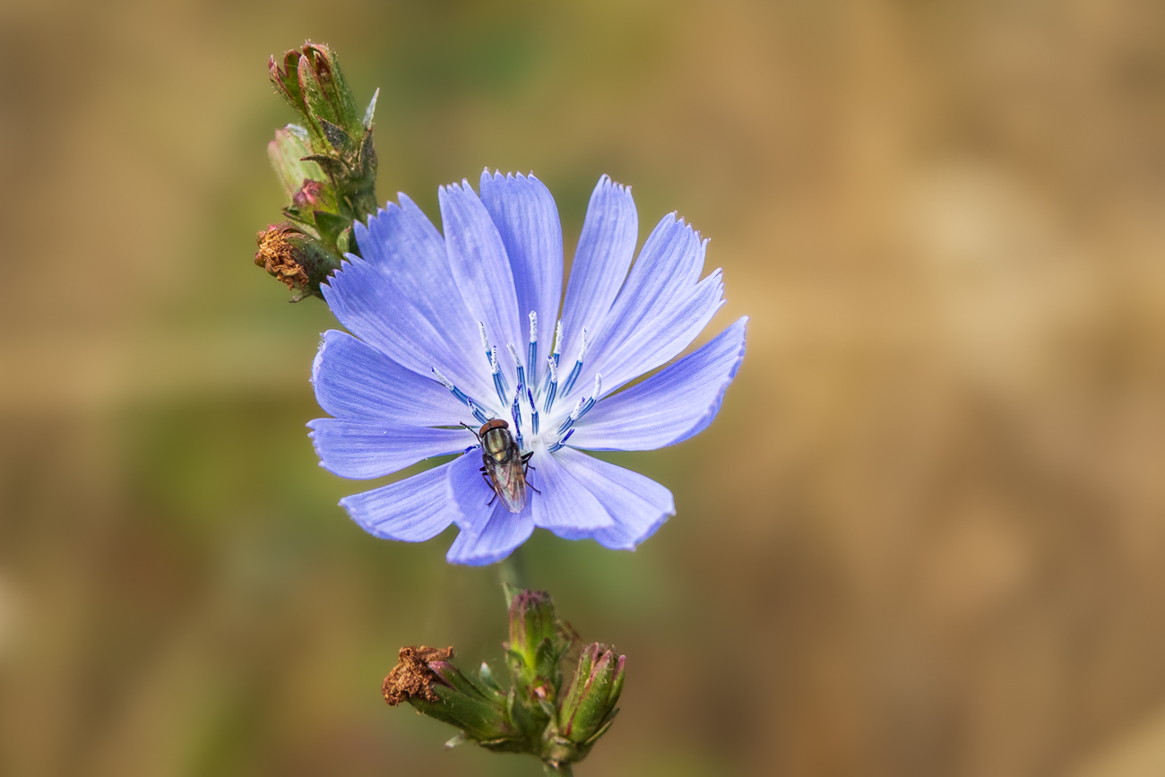 Niedrige Wegwarte [Cichorium pumilum] mit Besuch