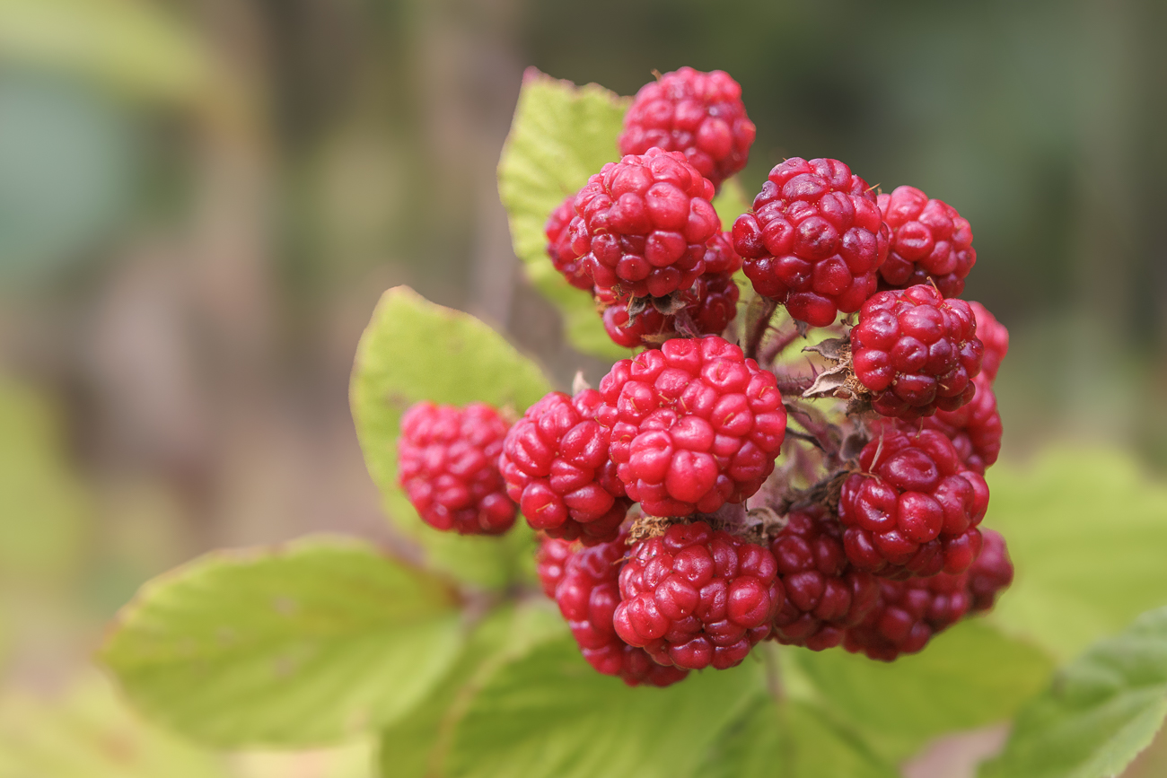 Unreife Brombeere [Rubus fruticosus]