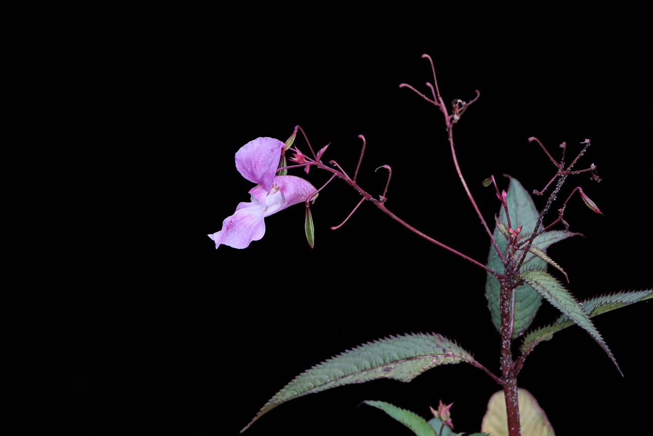 Dr&uuml;sentragendes Springkraut [Impatiens glandulifera]