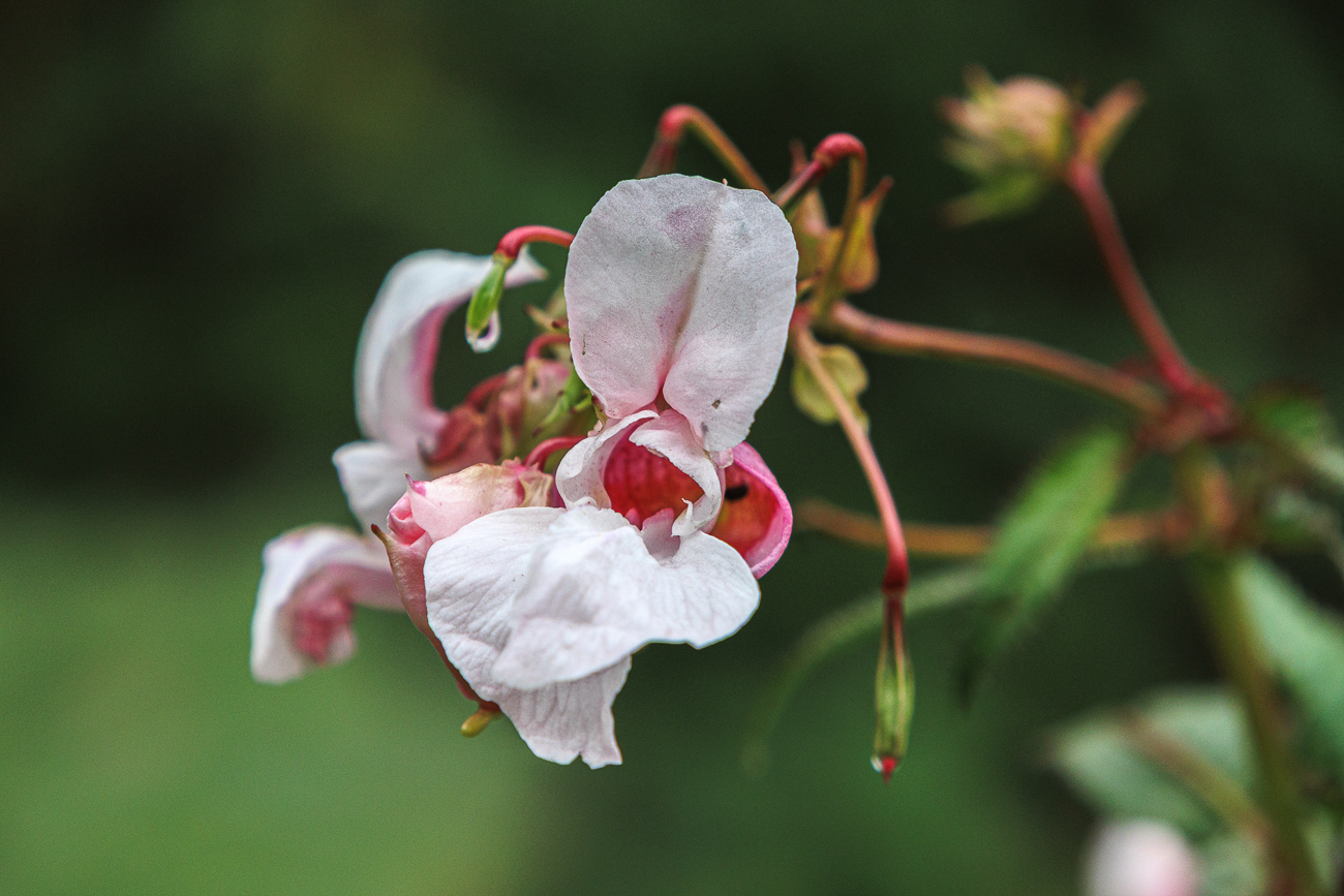 Dr&uuml;sentragendes Springkraut [Impatiens glandulifera]