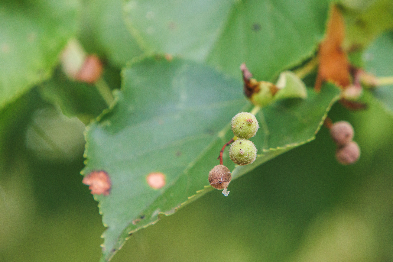 Winterlinde [Tilia cordata]