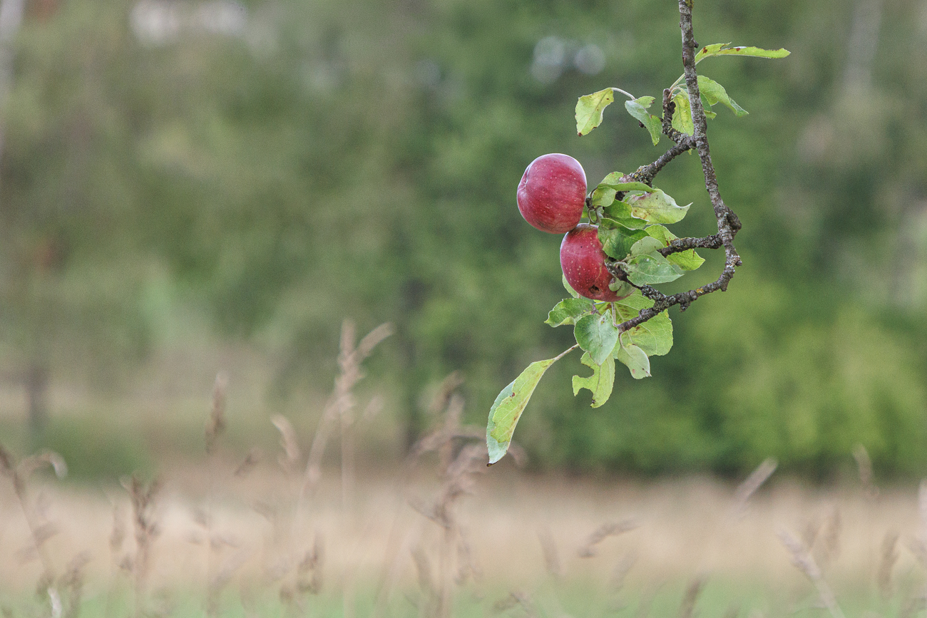 Wild Apfel[Malus sylvetriis]