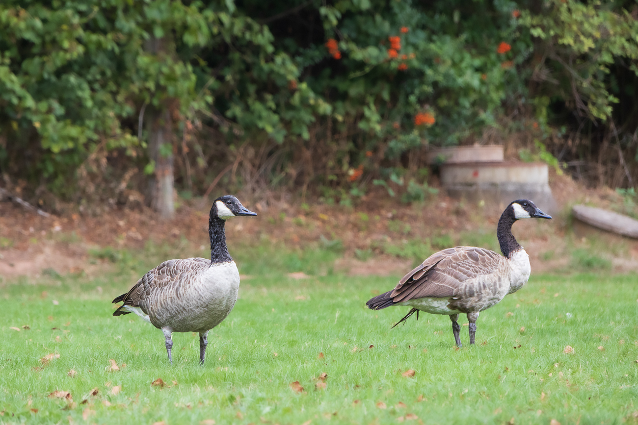 Kanadag&auml;nse [Branta canadensis]
