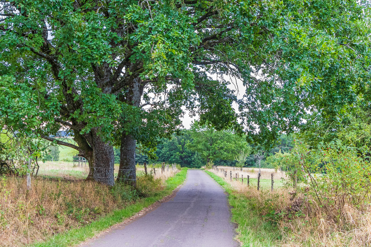 Weg durch Felder und Haine