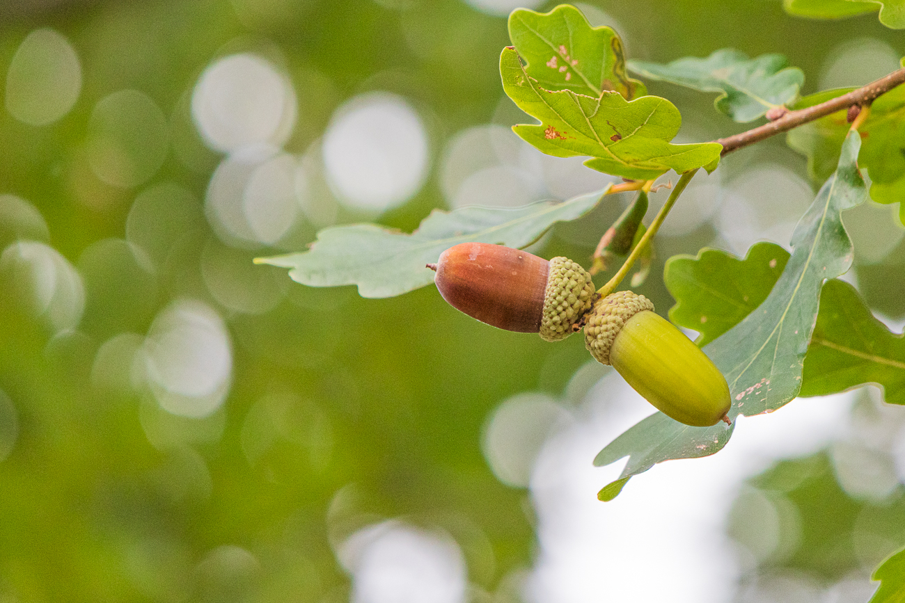 Eicheln einer Stil Eiche [Quercus robur]