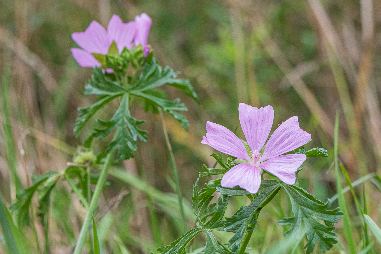 Moschus Malve [Malva moschata]