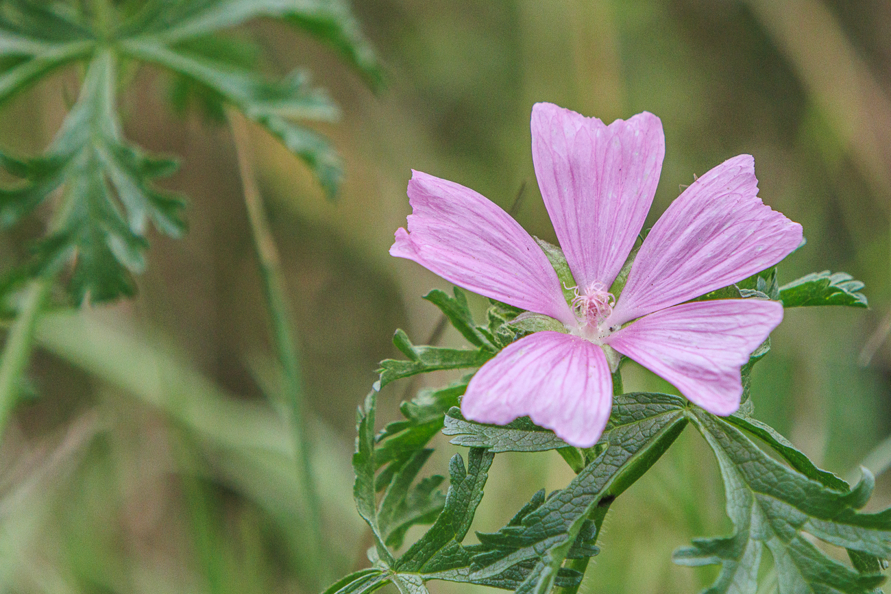 Moschus Malve [Malva moschata]