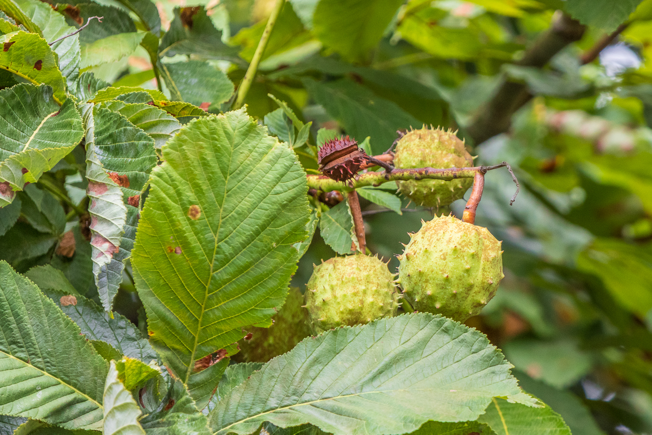 Gew&ouml;hnliche Rosskastanie [Aesculus hippocastanum]