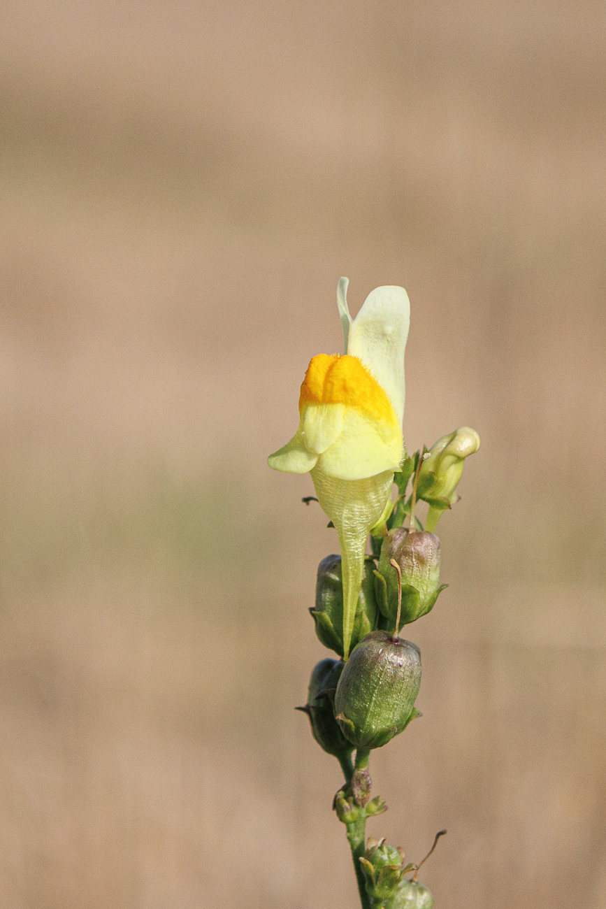 Gemeines Leinkraut [Linaria vulgaris]