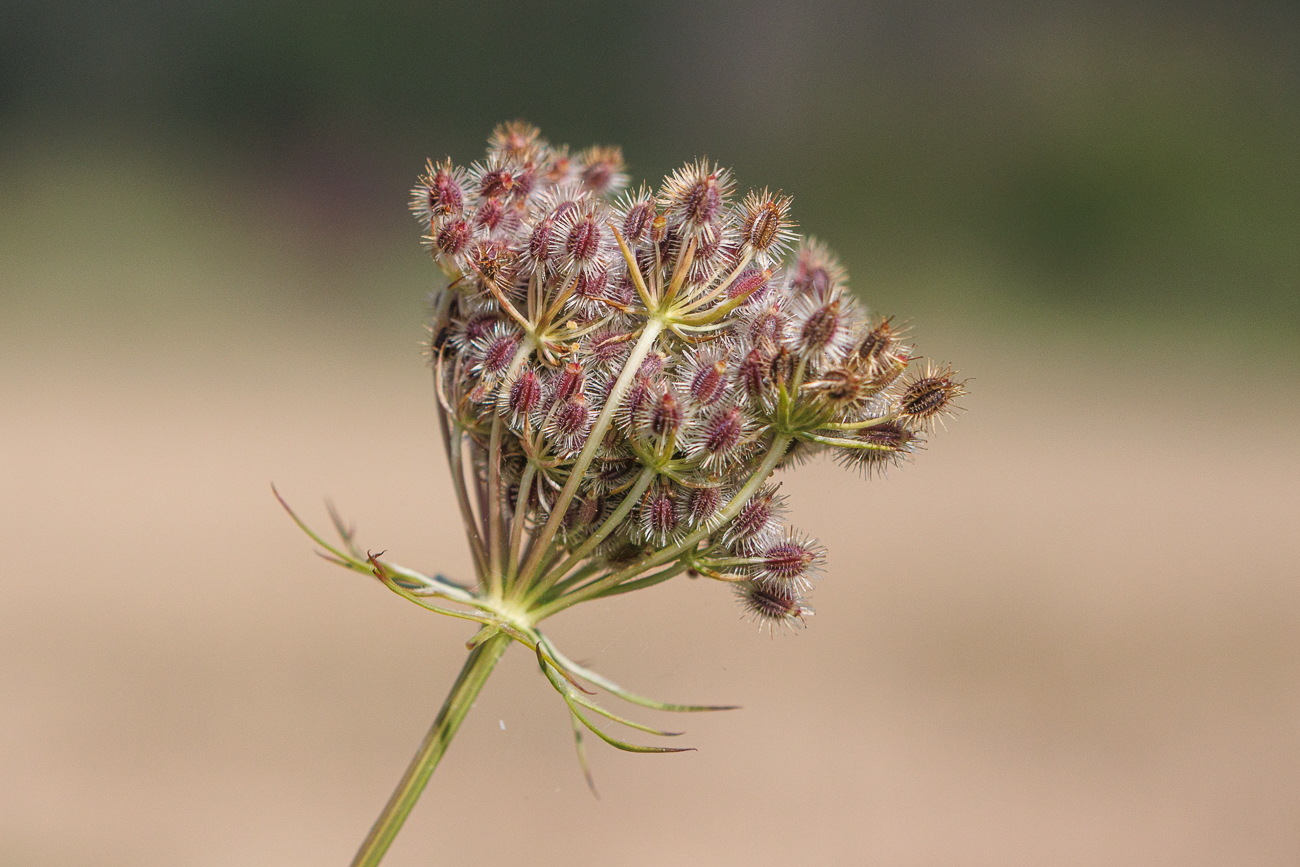Wilde M&ouml;hre [Daucus carota]