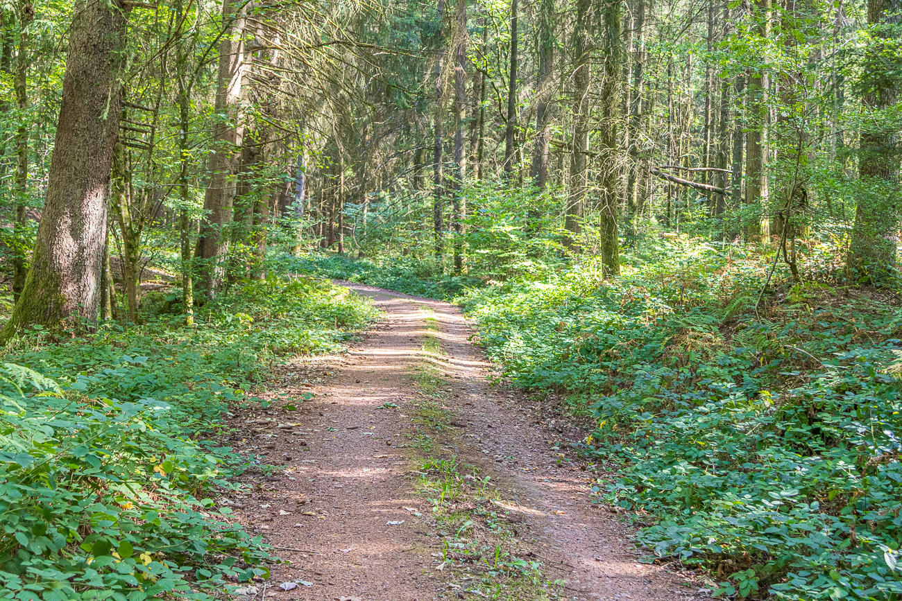Durch den Wald ...