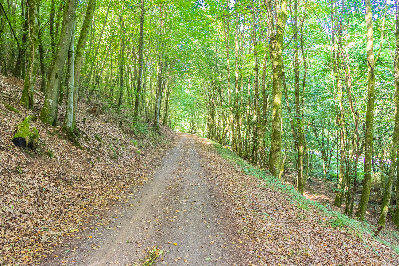 Auf einem Waldweg geht es weiter