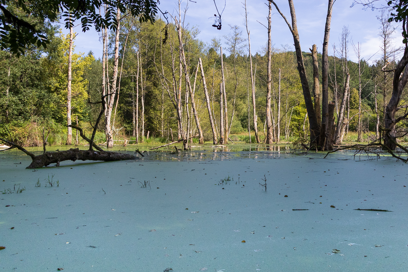 Teich am Mackenbach