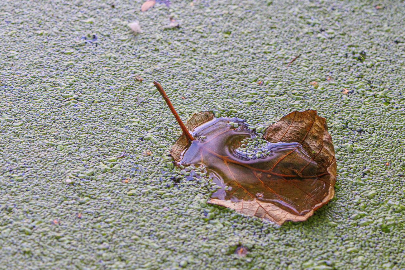 Wassergefülltes Blatt auf dem Teich