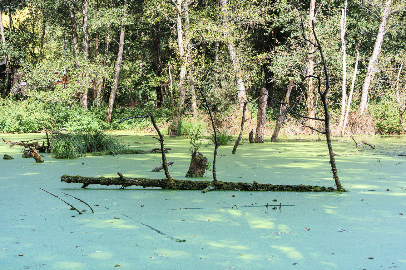 Teich am Mackenbach