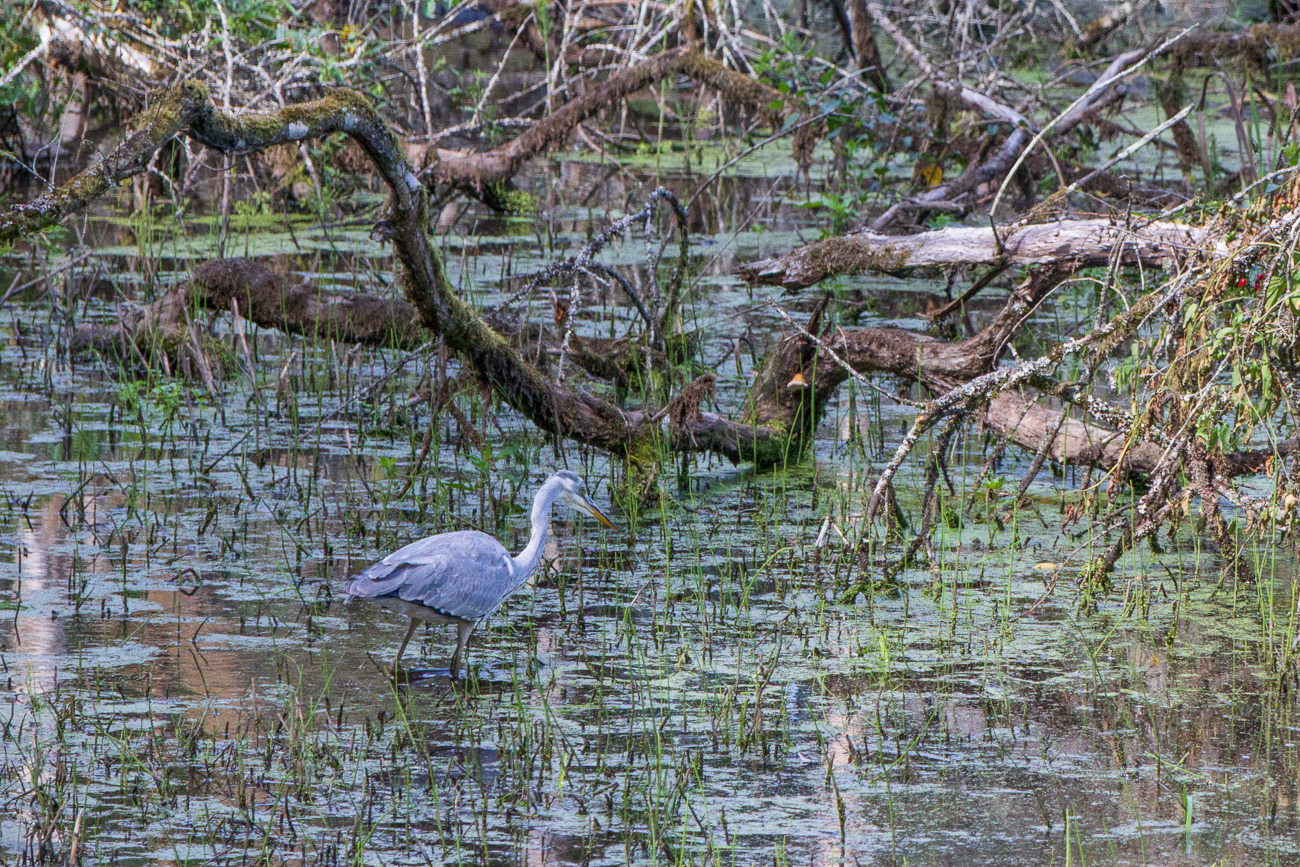 Graureiher [Ardea cinerea]