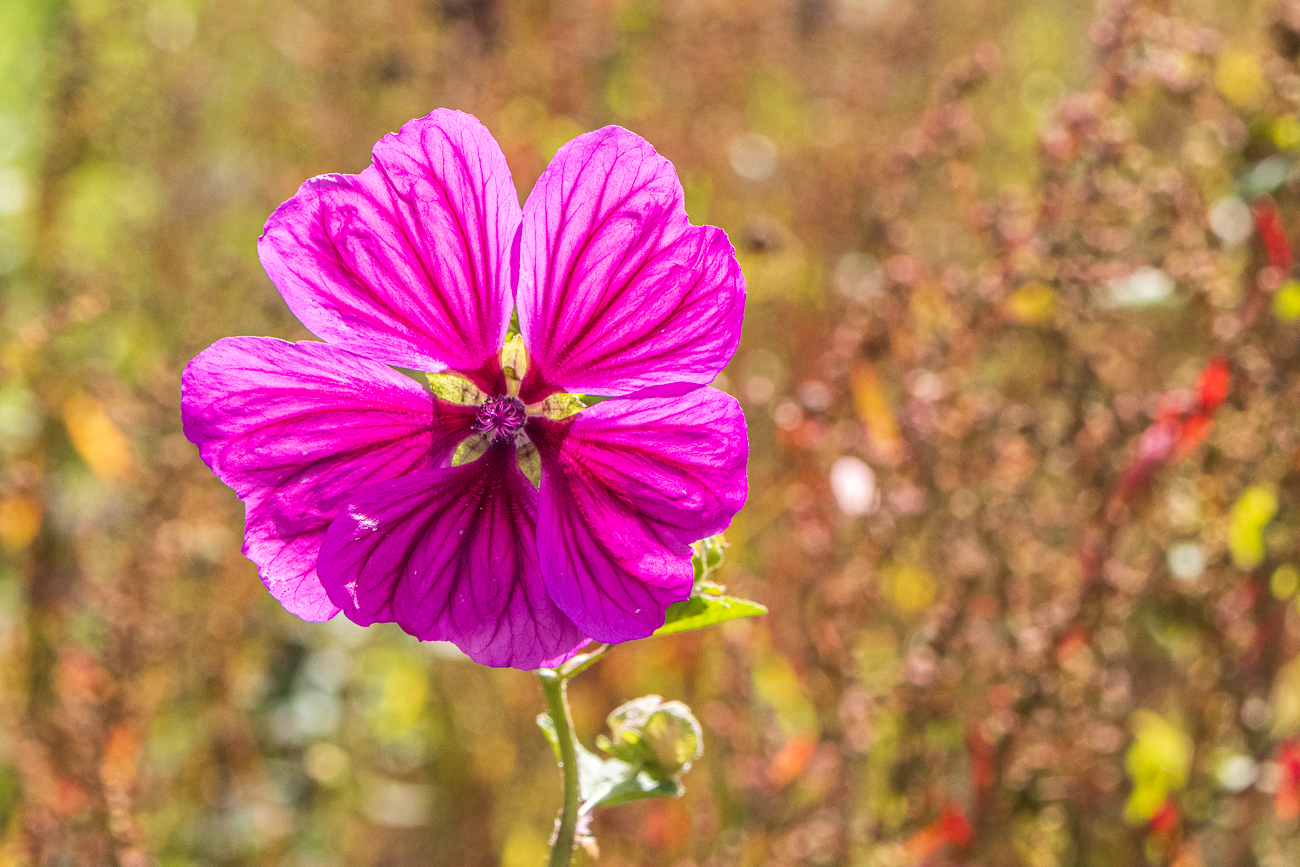 Baumf&ouml;rmige Strauchmalve [Malva arborea]