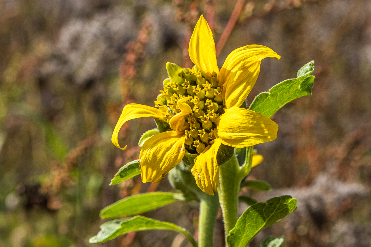 Gestielte Sonnenblume [Helianthus petiolaris]