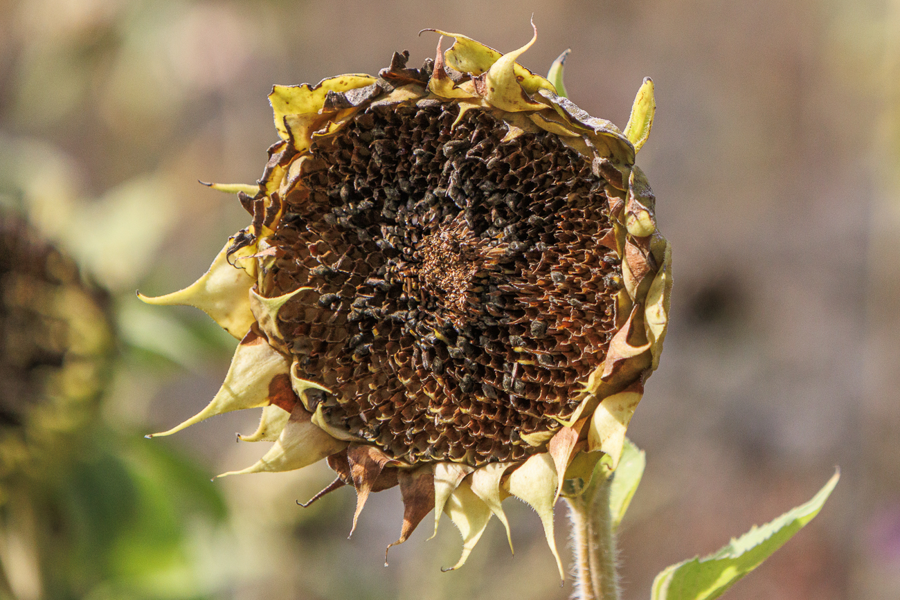 Gew&ouml;hnliche Sonnenblume [Helianthus annuus]