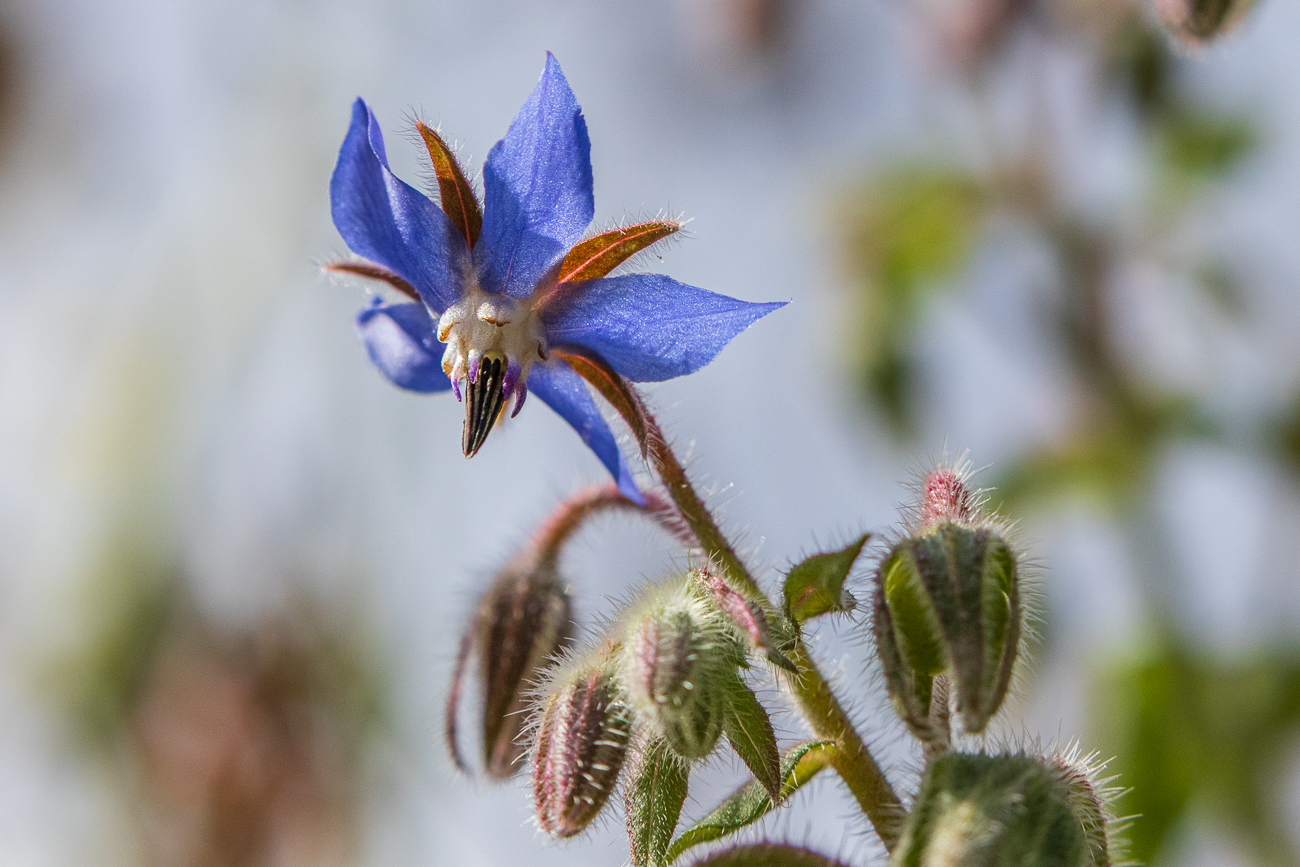 Einj&auml;hriger Borretsch [Borago officinalis]