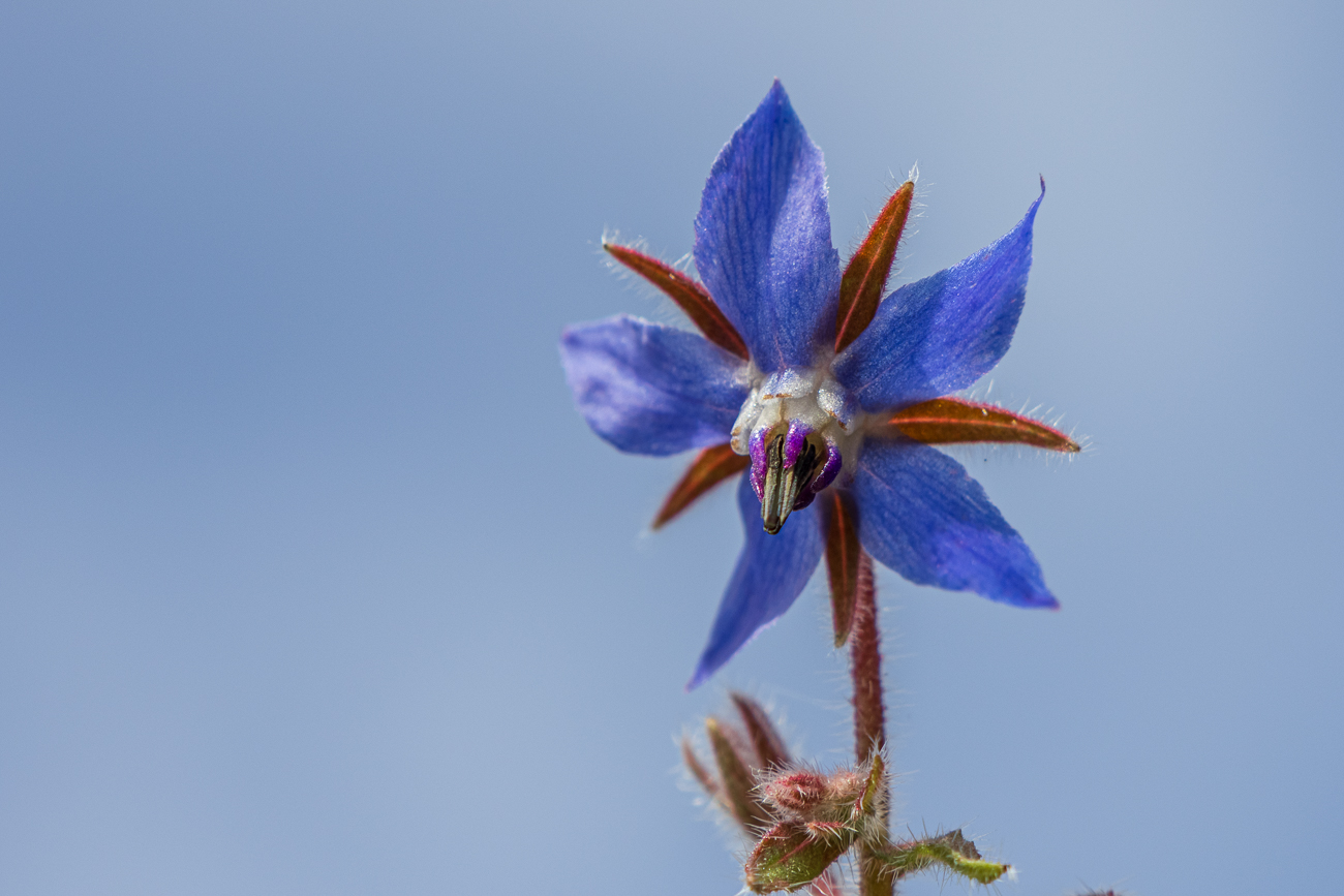 Einj&auml;hriger Borretsch [Borago officinalis]