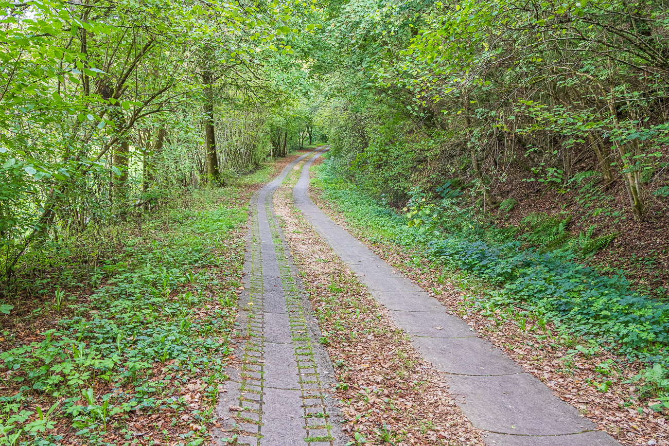 Zum Abschluss geht es durch den Wald zurück