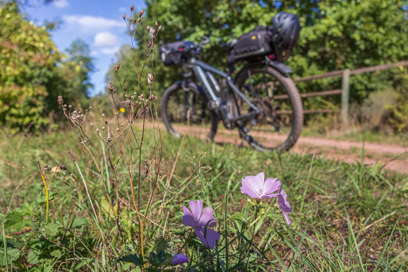 Moschus Malve [Malva moschata]