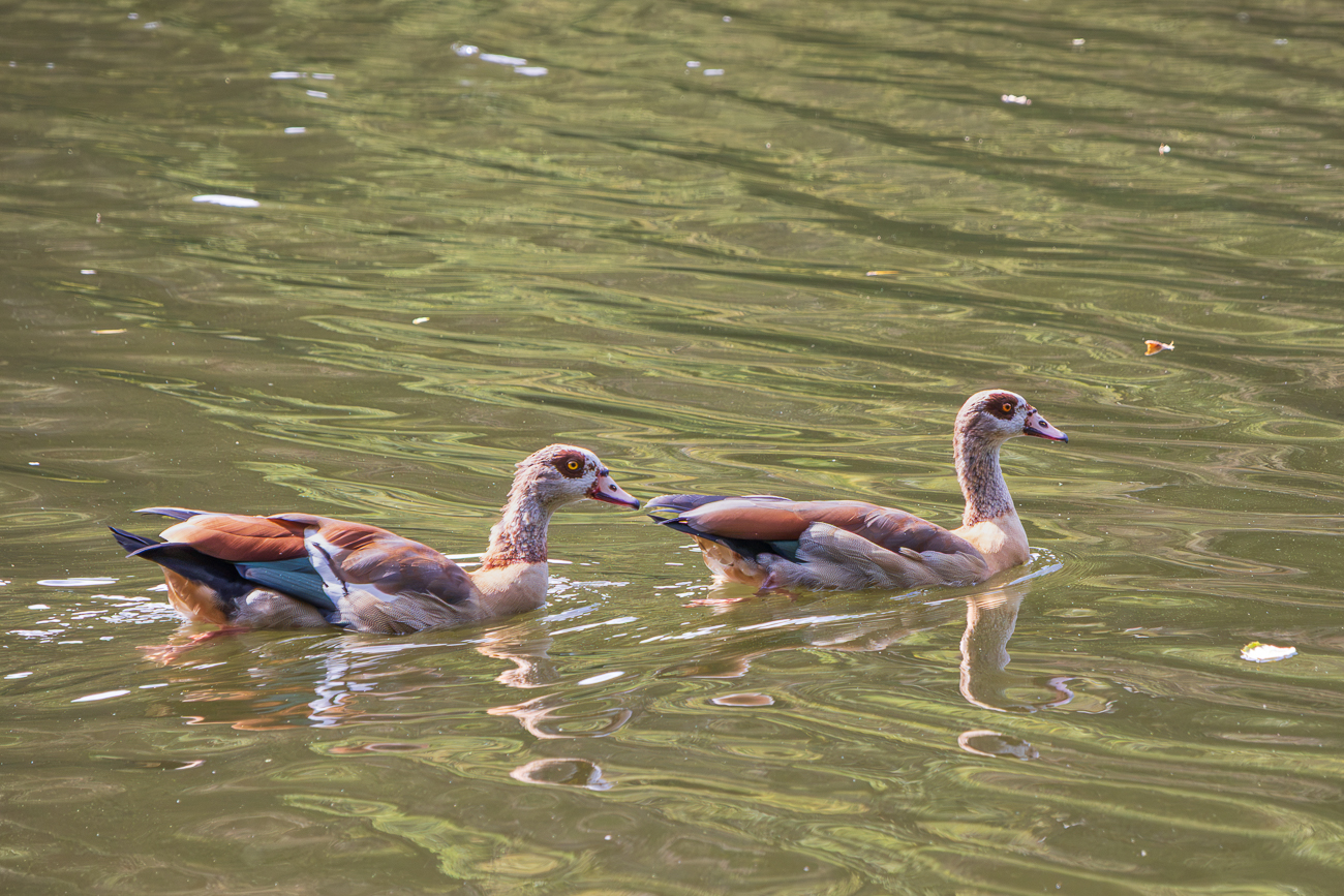 Nilg&auml;nse [Alopochen aegyptiaca]