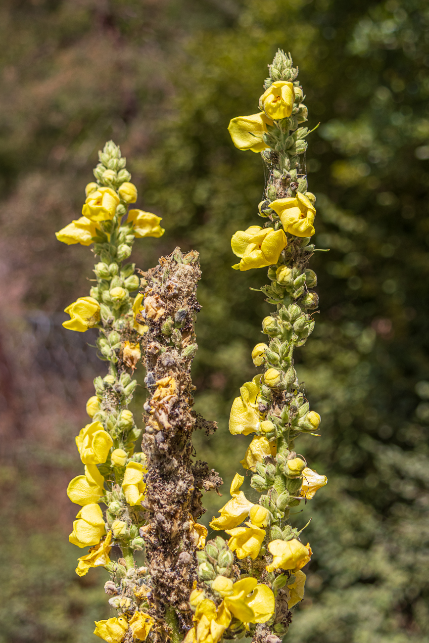 Echte K&ouml;nigskerze [Verbascum thapsus]