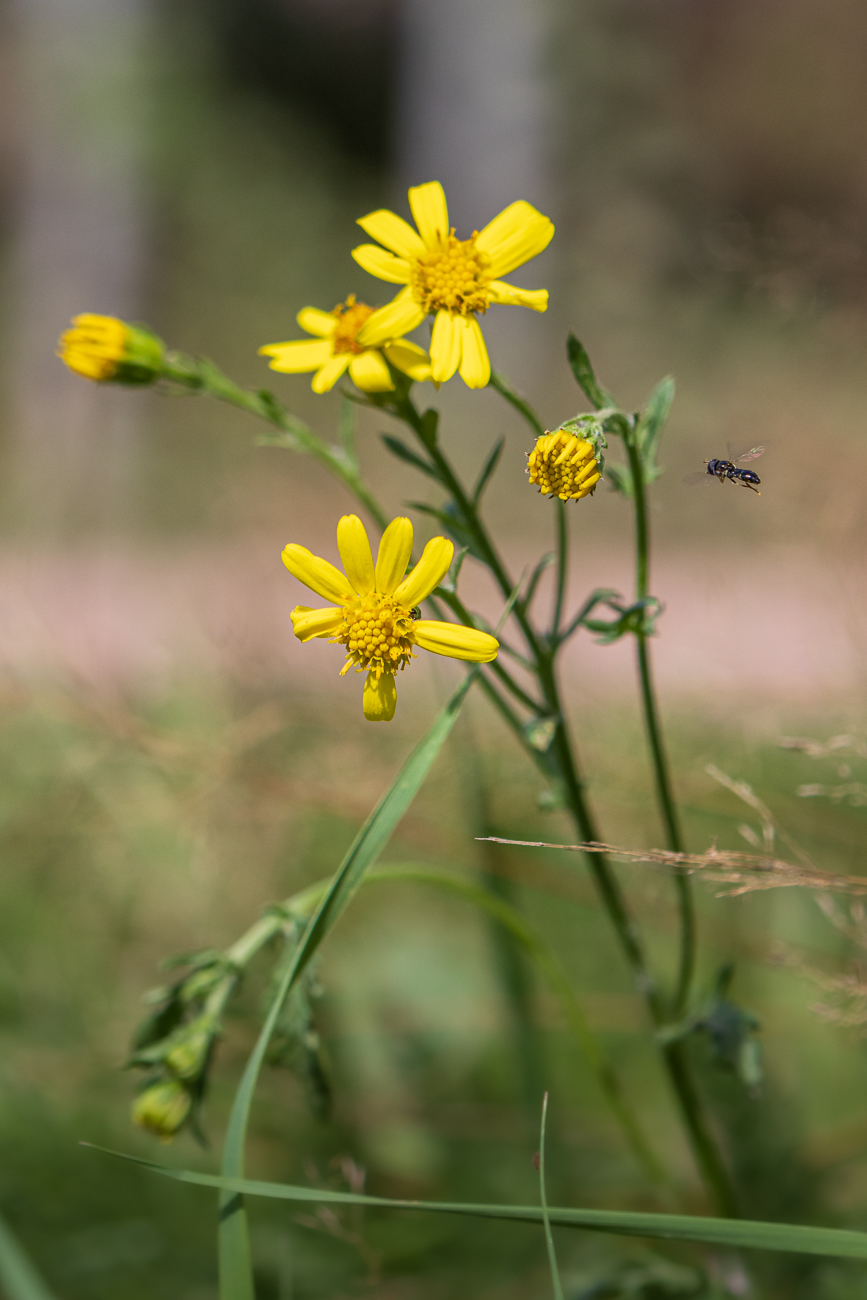 Wasser Greiskraut [Jacobaea aquatica]
